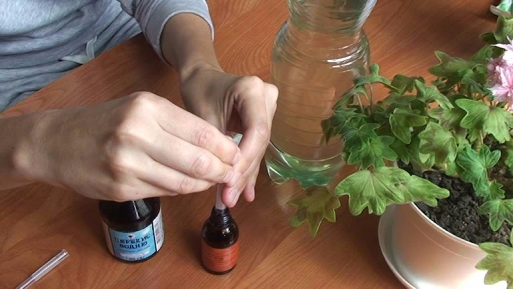 подкормка пеларгонии йодом и перекисью