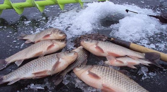 Караси на льду