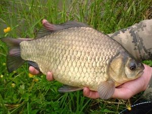 Трофейный карась