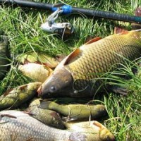 Когда клюет рыба сазан