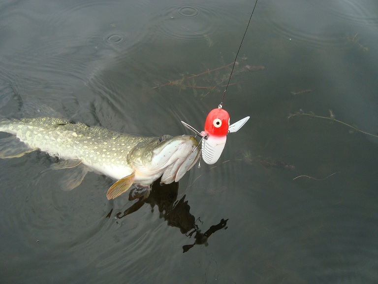 Приманка и щука