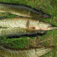 Когда лучше всего клюет щука