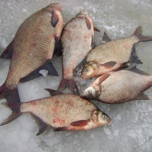 Лещи на снегу