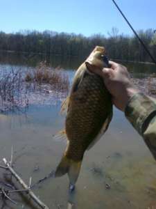 Ловля карася весной