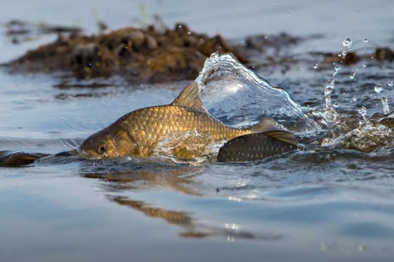 Карась весной