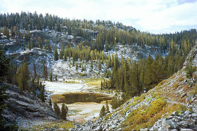 Лес, климат и человек