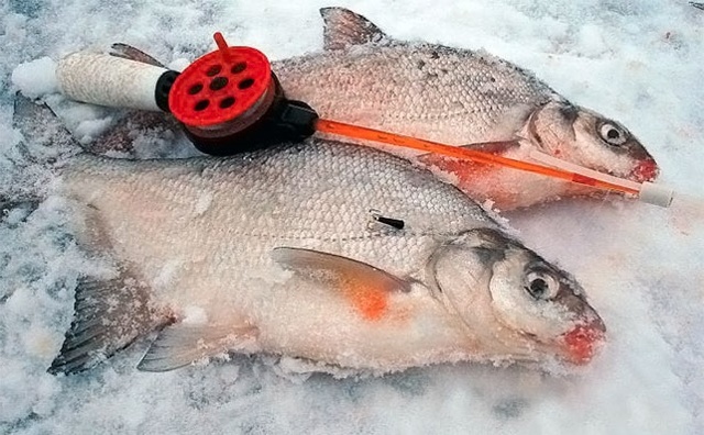 Лещ весной: особенности поведения и его влияние на ловлю