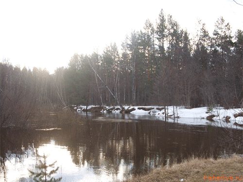 Лещ весной: особенности поведения и его влияние на ловлю