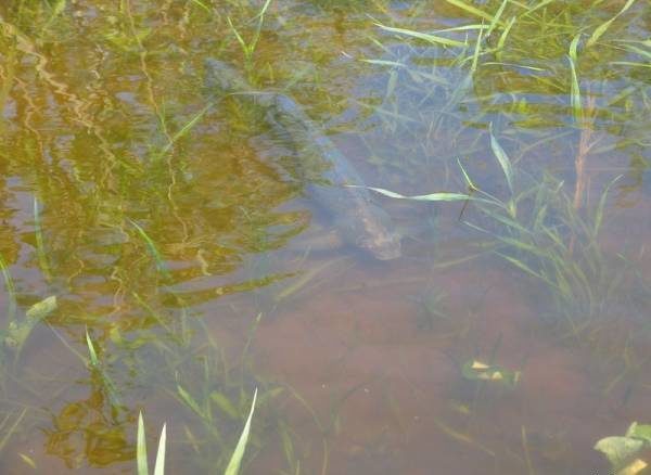 Лещ весной: особенности поведения и его влияние на ловлю