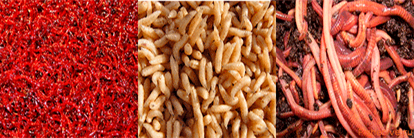 Лещ весной: особенности поведения и его влияние на ловлю