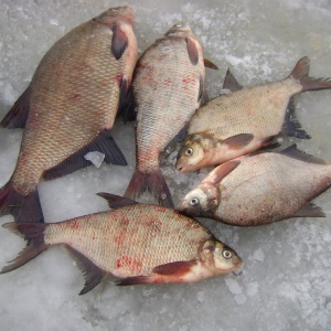 Лещ весной: особенности поведения и его влияние на ловлю