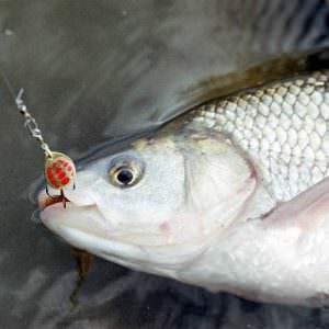 Лещ весной: особенности поведения и его влияние на ловлю