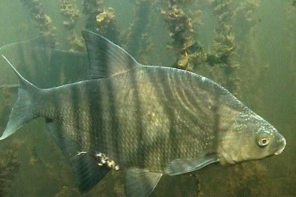 Лещ весной: особенности поведения и его влияние на ловлю