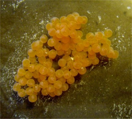 Лещ весной: особенности поведения и его влияние на ловлю