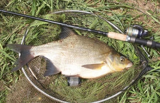 Лещ весной: особенности поведения и его влияние на ловлю