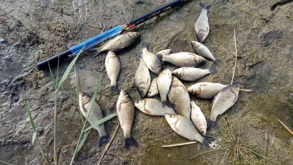 Выбор места для ловли карася