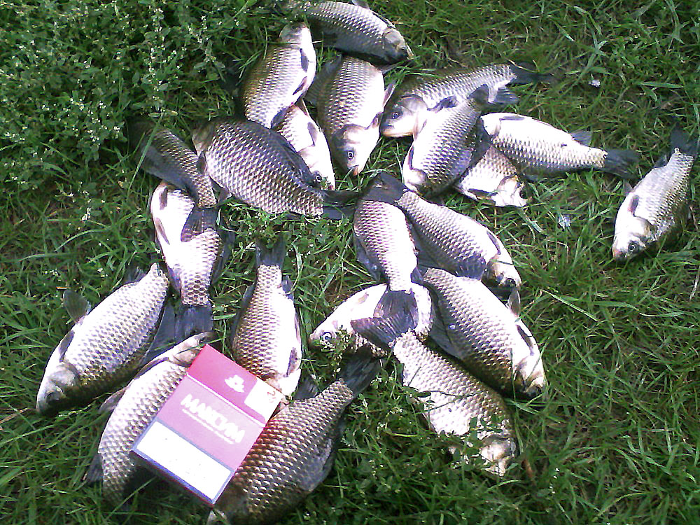 Хорошо приготовленная прикормка - гарантированный успех при ловле карася, фото