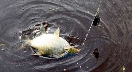 вываживание леща