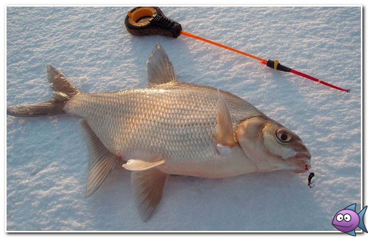 ловля леща в декабря