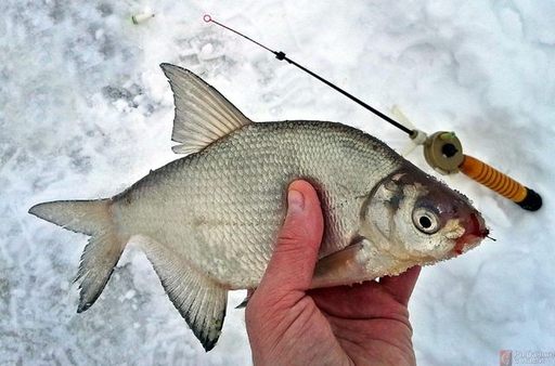 ловля леща зимой