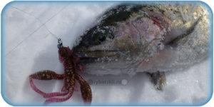 Оснастка снастей для зимней рыбалки на форель и выбор приманок