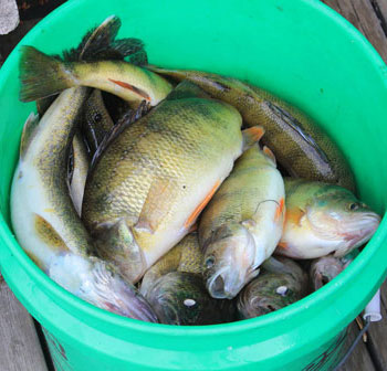 Ловля окуня