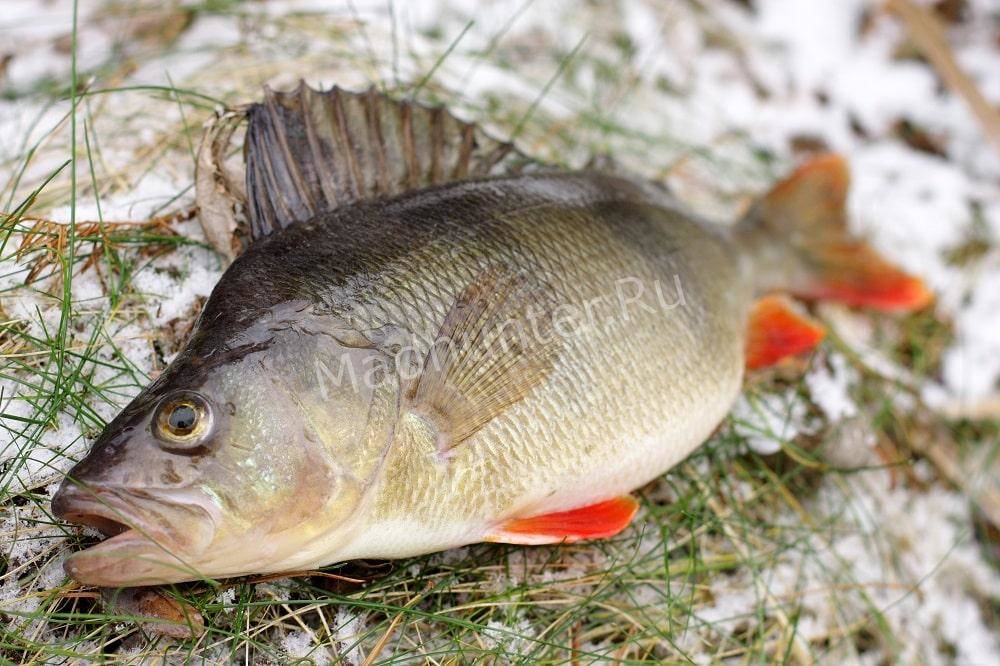 Ловля окуня зимой в перволедье