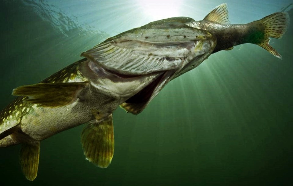 Когда лучше клюет щука