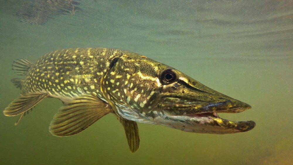 Ловля щуки летом