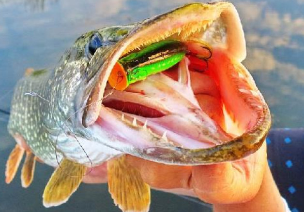 Ловля щуки осенью на спиннинг: выбор лучшей снасти и правильная техника