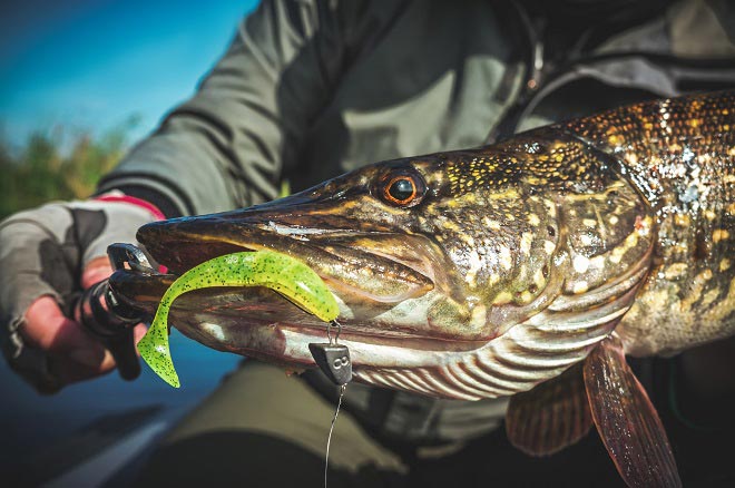 силикон и крупная щука