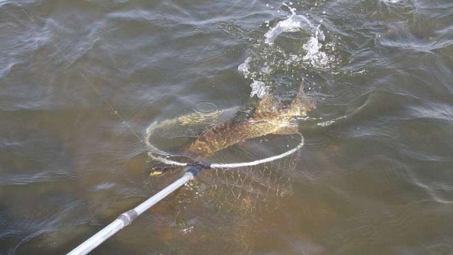 Вываживание щуки