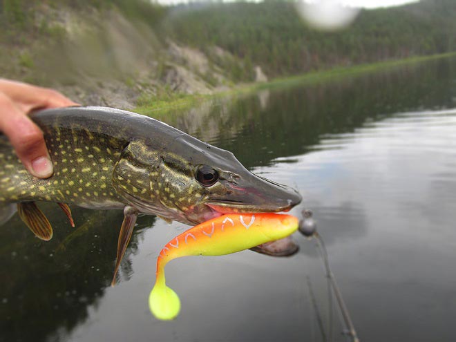 Силикон осенью