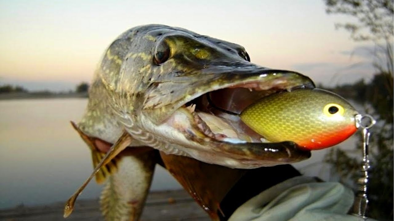 Ловля щуки осенью на спиннинг: выбор лучшей снасти и правильная техника