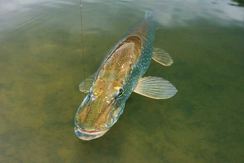 щука над водой