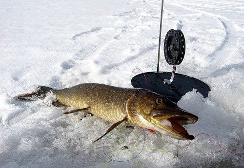 щука зимой