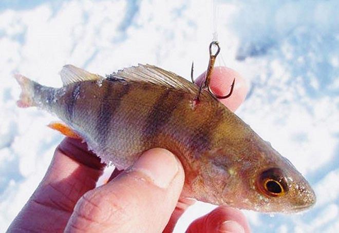 Насадка живца под спинку