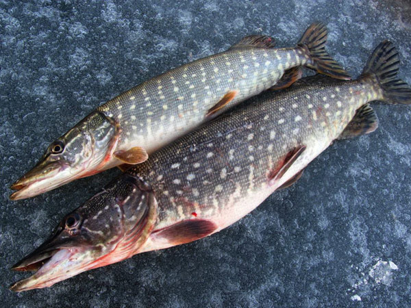 трофейная щука