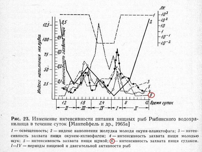 Схема ночного питания судака