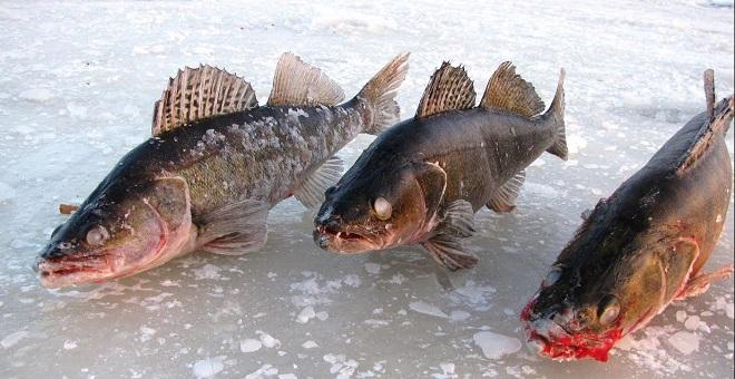 Рыба на льду