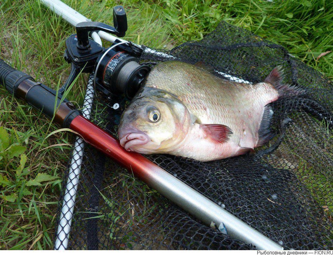 Рыбалка в октябре: какую рыбу ловить в октябре