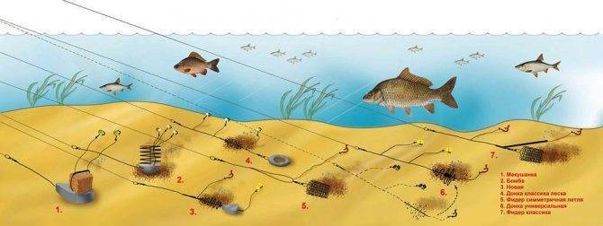 Ловля леща в октябре на фидер: как и на что удить