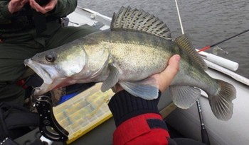 Рыбалка на судака в марте