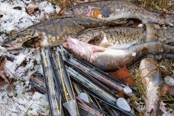 Ловля налима в марте