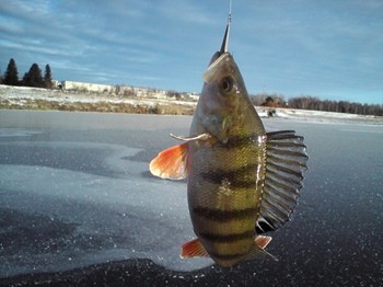 Ловля окуня в марте