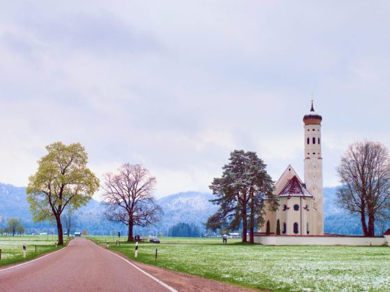 Кора деревьев может предсказать погоду