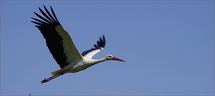 аист-летит