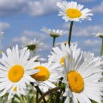 Приметы в июне 2021 года на каждый день с постами