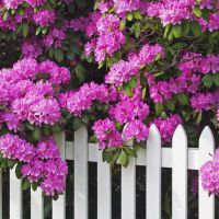 народные приметы на июнь месяц