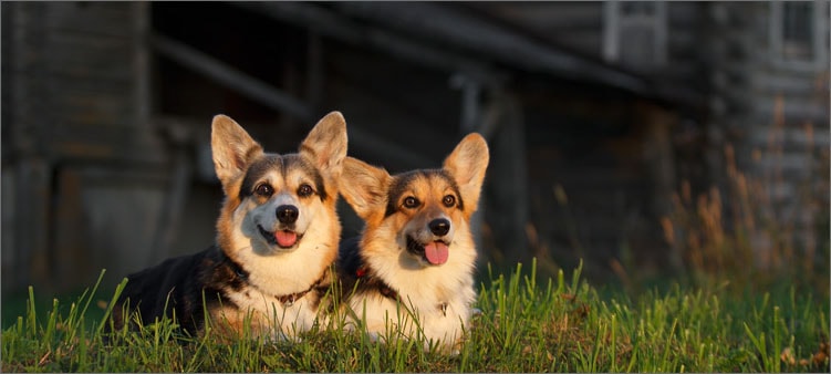 две-собаки-хаски